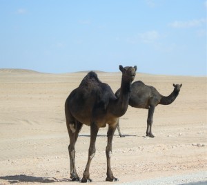 Umman'in develeri